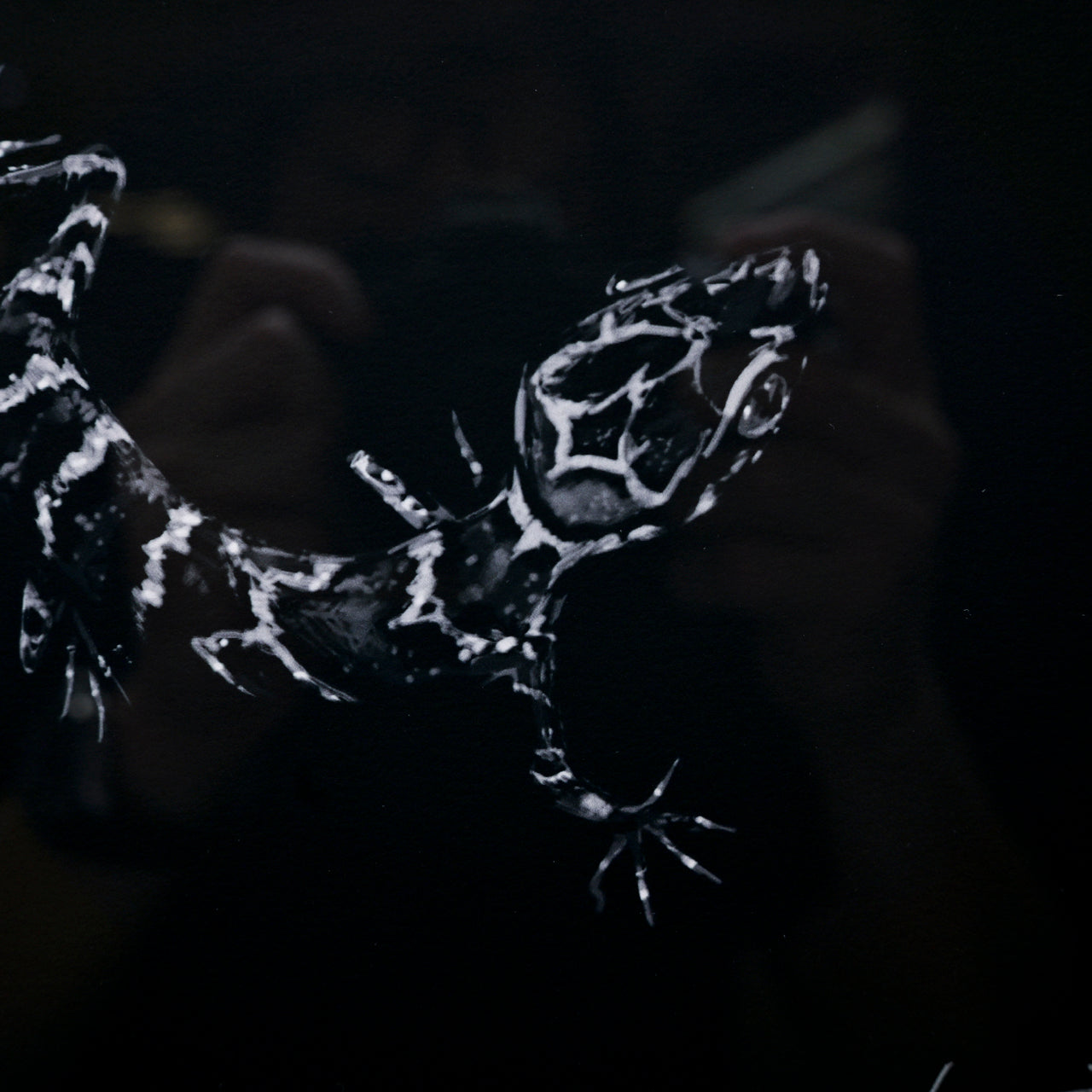 Art Print (Giclee) - REPTILE - A4