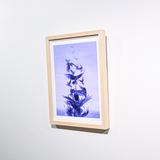 Art Print (Giclee)  - Metamorphose -